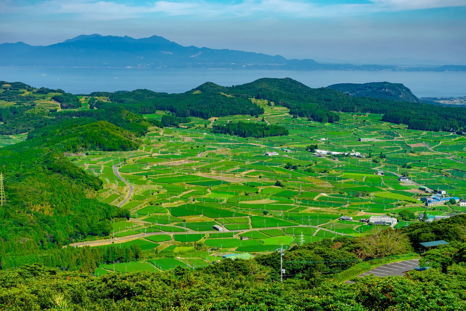海を望む丘陵に広がる茶畑